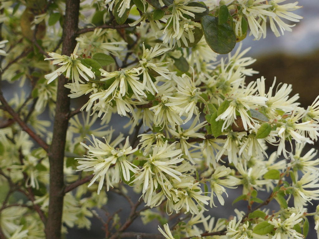 ラブリートキワマンサク 白 最高の花の画像