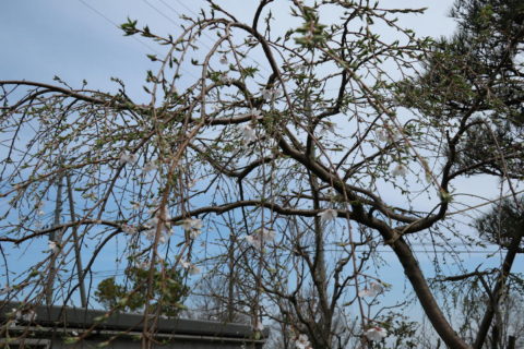 枝垂れ桜初咲き