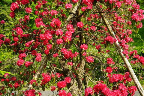 新潟県立植物園のシャクナゲ・ツツジ